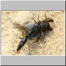 Pompilus cinereus - Wegwespe w51b mit Spinne - Sandgrube Niedringhaussee.jpg